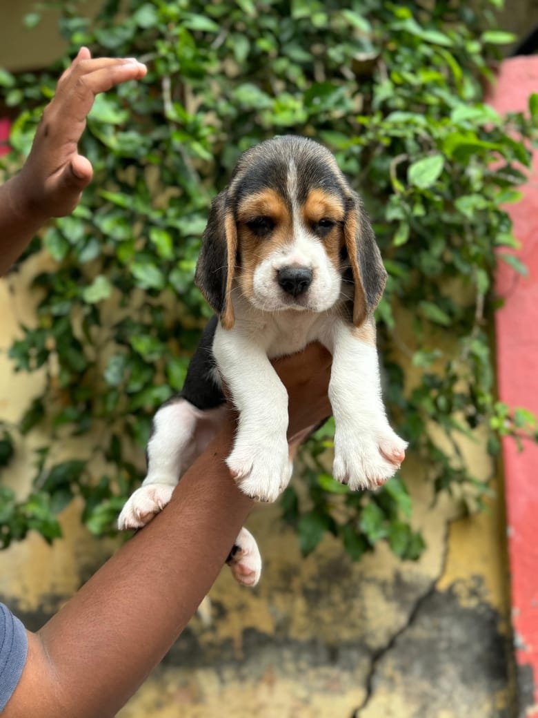Buy Male Beagle Puppy from Goa